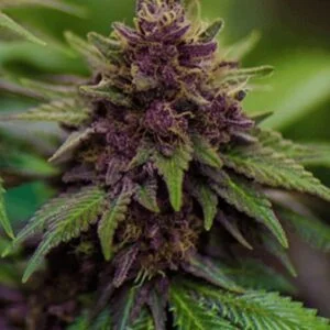 Sirius Black Auto – fioletowe nasiona marihuany Indica Auto
