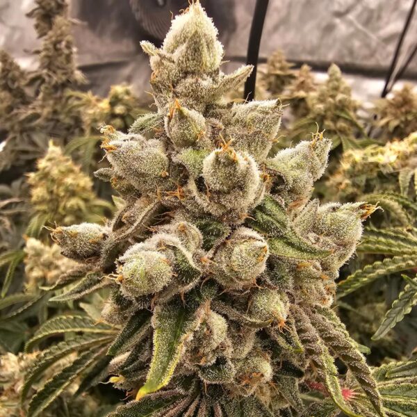 BESTSELLER! Jelly Donutz Auto