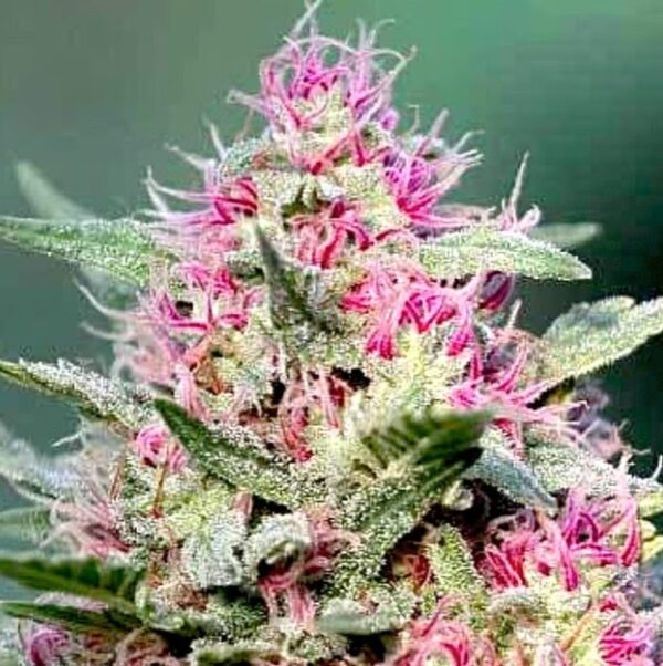 HIT! Pink Rozay Auto