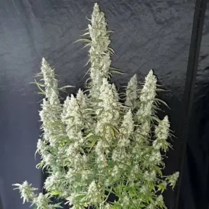 Gushers Auto – nasionka automaty Gelato #41 × Triangle Kush
