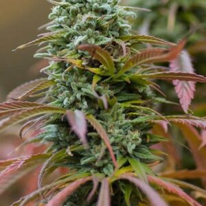 Amnesia Haze – feminizowane nasiona marihuany Haze
