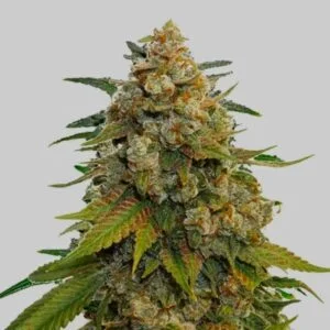 Apricot Oreoz – feminizowane nasiona marihuany