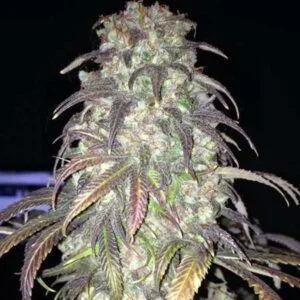 Alien Face OG – feminizowane nasiona marihuany