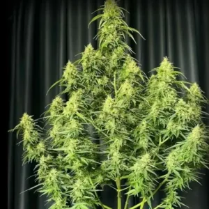 Papaya Kush Auto – nasiona marihuany automaty