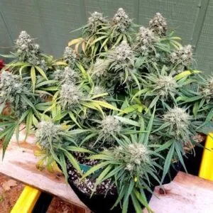 Skywalker OG Auto – nasionka automaty Indica Barney’s Farm