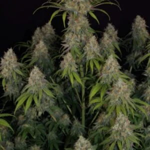 Californian Orange × Hindu Kush – feminizowane nasiona marihuany
