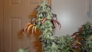 King’s Kush – feminizowane nasiona marihuany