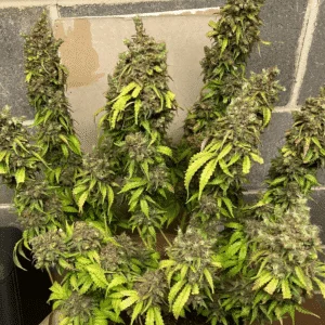 Orange Bud × Hindu Kush – feminizowane nasiona marihuany