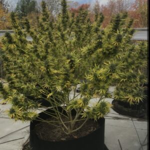 Green Poison × Hindu Kush – feminizowane nasiona marihuany