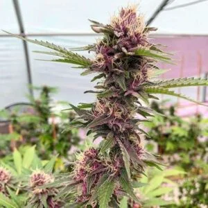 Cherry Pie Auto – Durban Poison × Granddaddy Purple × Ruderalis