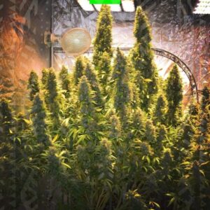 White Widow XXL Auto – nasiona marihuany automatyczne