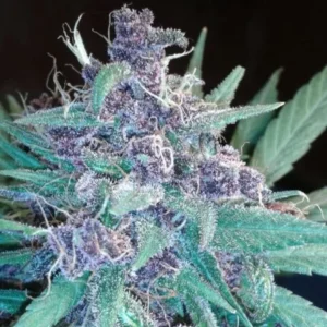 C4 Matic Auto – feminizowana genetyka Auto o rodowodzie White Widow × Skunk × Big Bud, przewadze Indica i deklarowanym THC 16%.