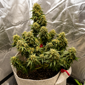 Gorilla Glue Auto – nasiona marihuany automaty Gorilla Glue Auto