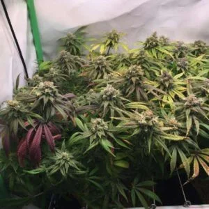 Amnesia MAC Ganja nasiona marihuany Indoor Sativa