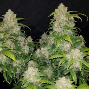Lemon Zkittlez Auto – nasiona automaty z przewagą Sativa
