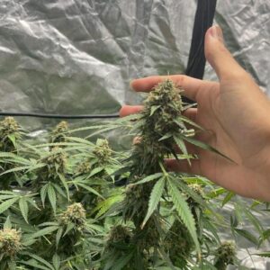 Nowość! Peach Crescendo RF3 Auto