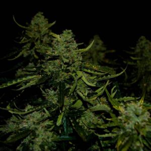 HIT! 60 Day Lemon Auto