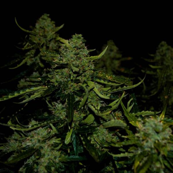 HIT! 60 Day Lemon Auto