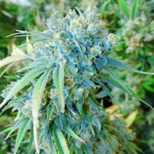 Alaskan Thunderfuck Auto nasiona marihuany automat – żywiczna roślina autoflower w fazie kwitnienia.