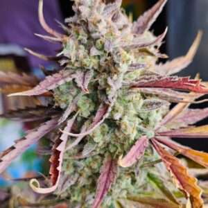 Nowość! Banana Jealousy RF3 Auto
