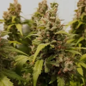 Critical Orange Punch Auto – Auto Kritikal Bilbo × Orange Punch