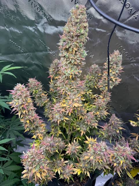 Pink Rozay Auto – feminizowane pestki marihuany