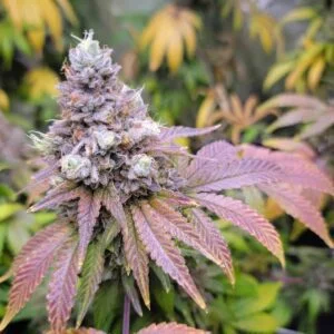 Watermelon Zkittlez – feminizowane nasiona marihuany