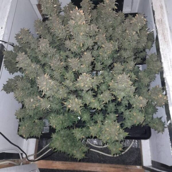 Nowość! Gushers Auto