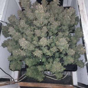 Gushers Auto – żywiczne, zbite kwiaty odmiany autoflower Kwiaty Gushers Auto o intensywnym, owocowym aromacie Gushers Auto nasiona konopi autoflower – rośliny w fazie kwitnienia