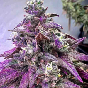 Ice Cream Auto – żywiczne kwiaty odmiany autoflower o kremowym aromacie