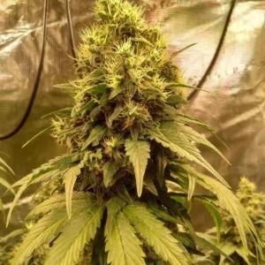 Ed Rosenthal Super Bud – nasiona marihuany hybryda