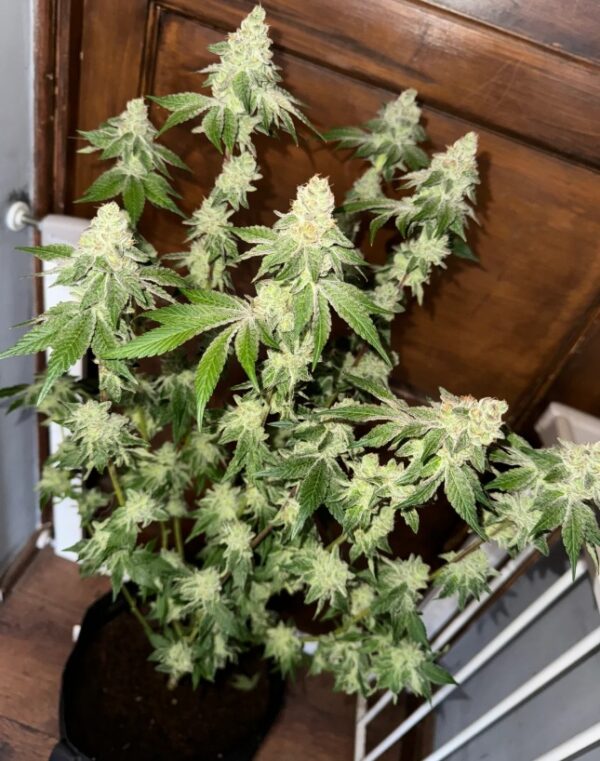 Nowość! Garlic Budder Auto - obrazek 2