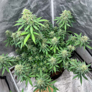 Gorilla Cookies FAST