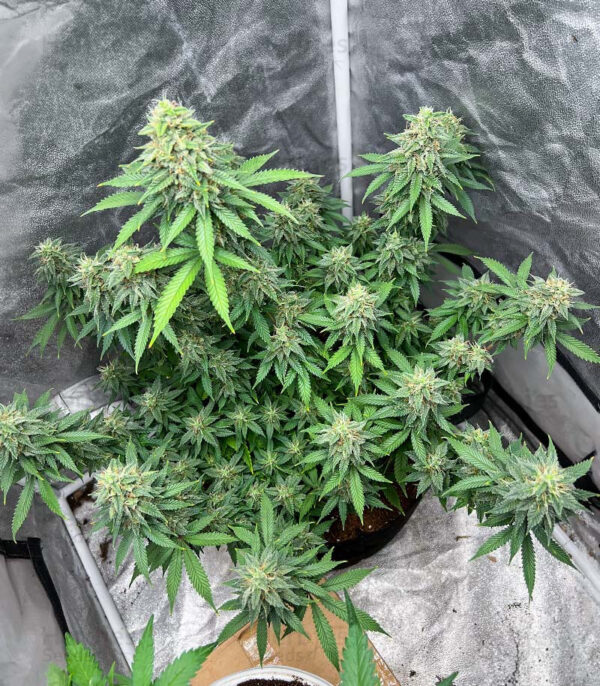 Gorilla Cookies FAST