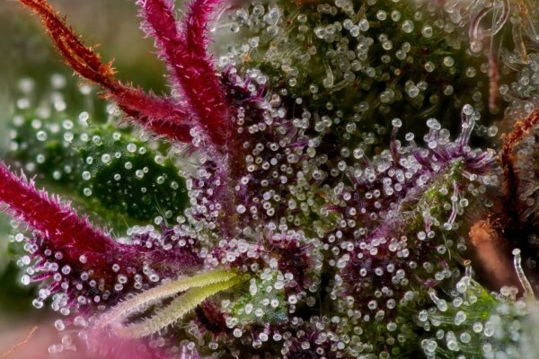 Nowość! Pink Boost Goddess Auto - obrazek 2