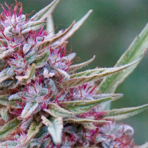 Nowość! Pink Boost Goddess Auto