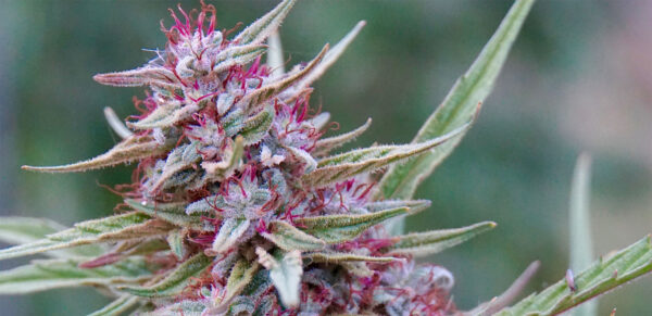 Nowość! Pink Boost Goddess Auto