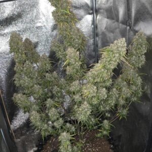 Nowość! Rainbow Sherbet Auto