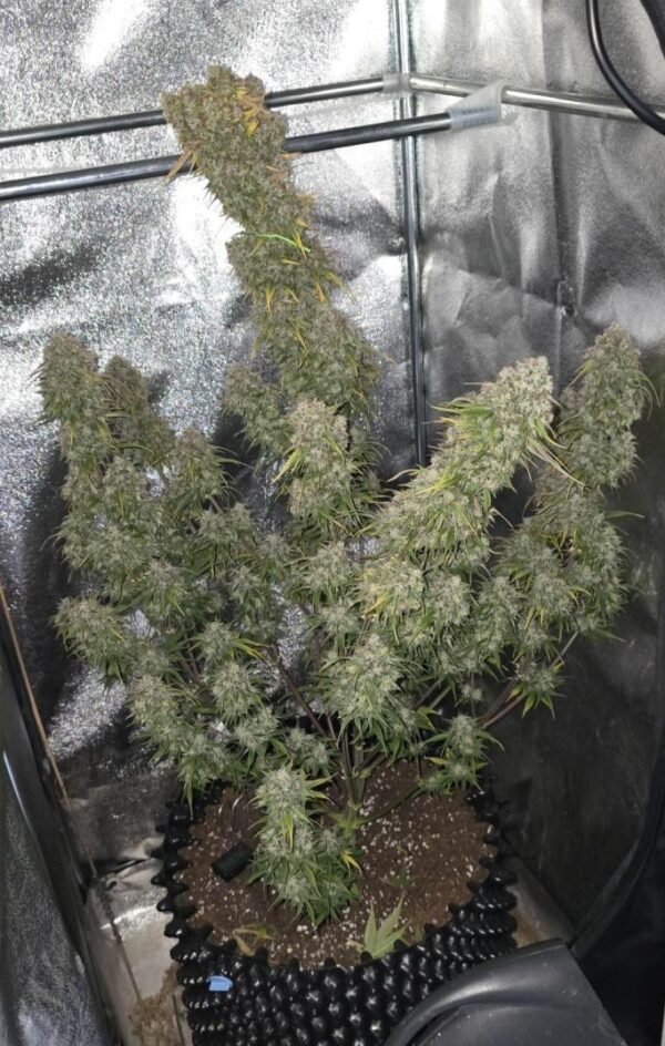 Nowość! Rainbow Sherbet Auto