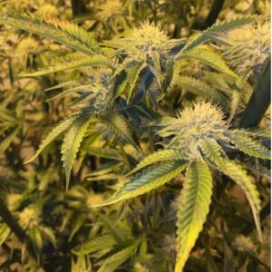 Nowość! Donkey Butter