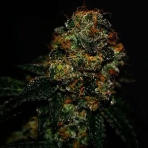 Extra Mintz – feminizowane nasiona Indoor