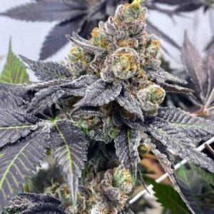Godfather OG nasiona marihuany Indica