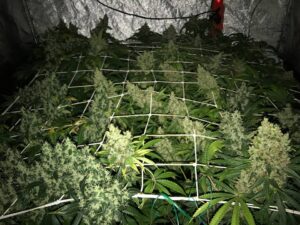 Big Princess XXL Auto – nasiona marihuany automaty