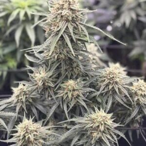 Bruce Banner Auto – roślina konopi autoflower z żywicznymi kwiatami
