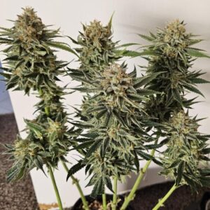 Nowość! Bruce Banner Auto