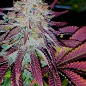 Blackberry Moonrocks – feminizowane nasiona marihuany