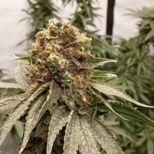 Mimosa x Orange Punch – feminizowana odmiana o cytrusowo-owocowym profilu