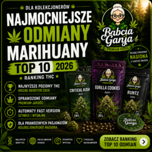 Miniatura artykułu przedstawiająca ranking TOP 10 najmocniejszych odmian marihuany 2026