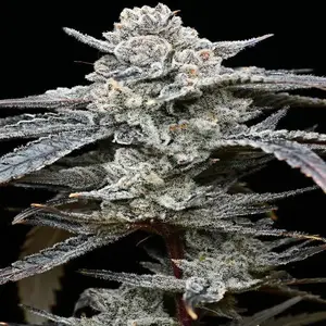 Roślina konopi Lemon Cherry Gelato z gęstymi, żywicznymi kwiatami i zielono‑fioletowymi liśćmi