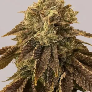 Roślina konopi Biscotti Mintz Auto o zwartej budowie, z gęstymi, żywicznymi kwiatami i pomarańczowymi włoskami